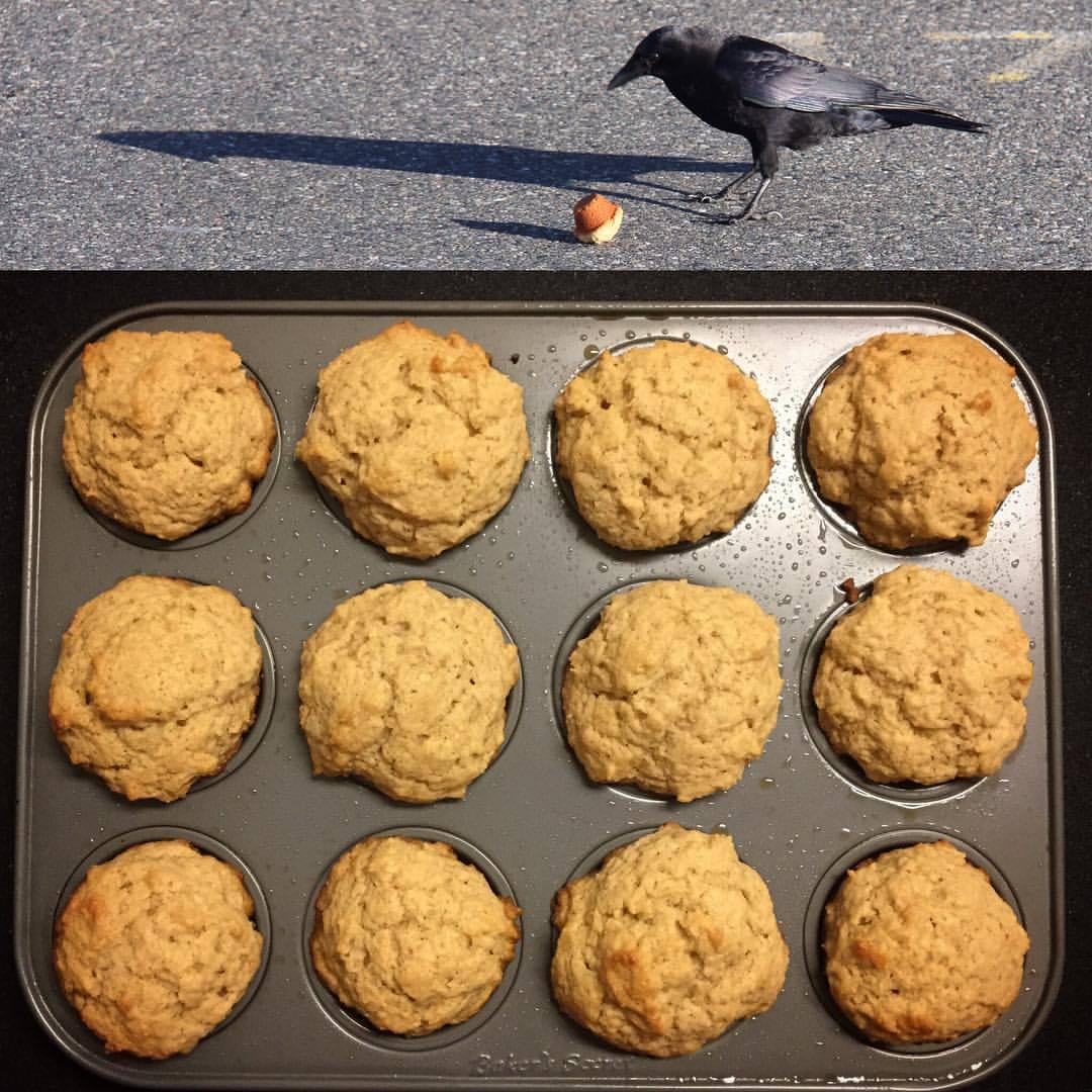 Crows crow food bird stealing tail pulling peanut prodigies eating birds behavior population carries ithaca study under raven arstechnica ravens